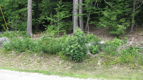 Lot 197 Bly Avenue Alton NH 03809