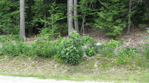 Lot 197 Bly Avenue Alton NH 03809