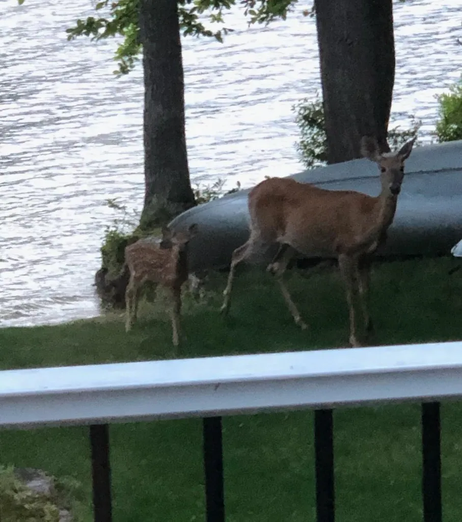 52 Whortleberry Island Tuftonboro NH 03816