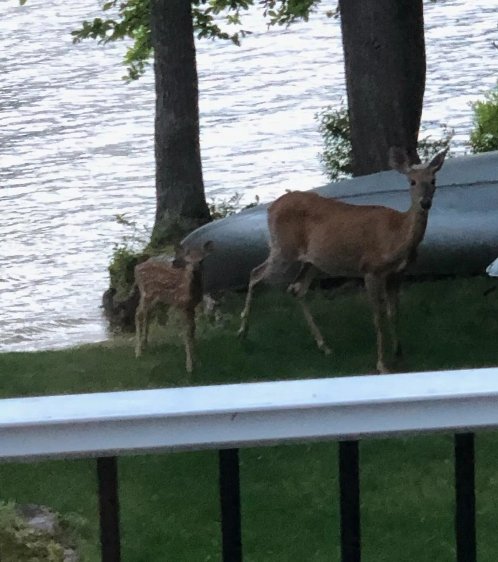52 Whortleberry Island Tuftonboro NH 03816