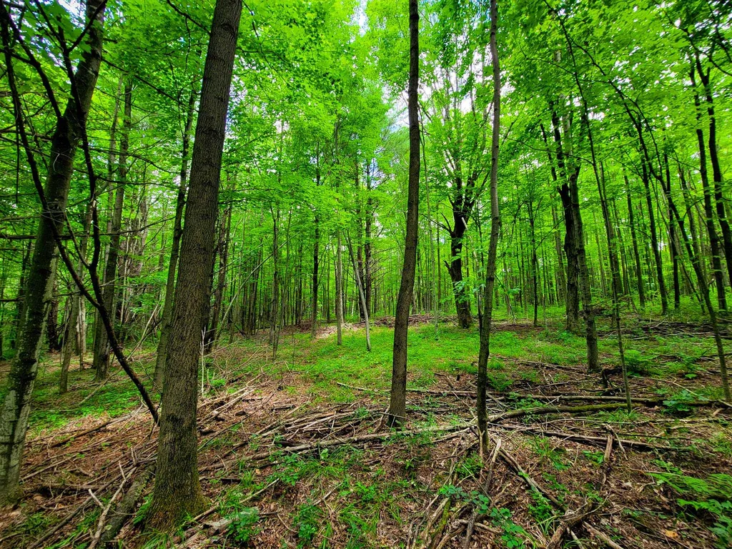 300 Goodrich Hill Road Georgia VT 05478
