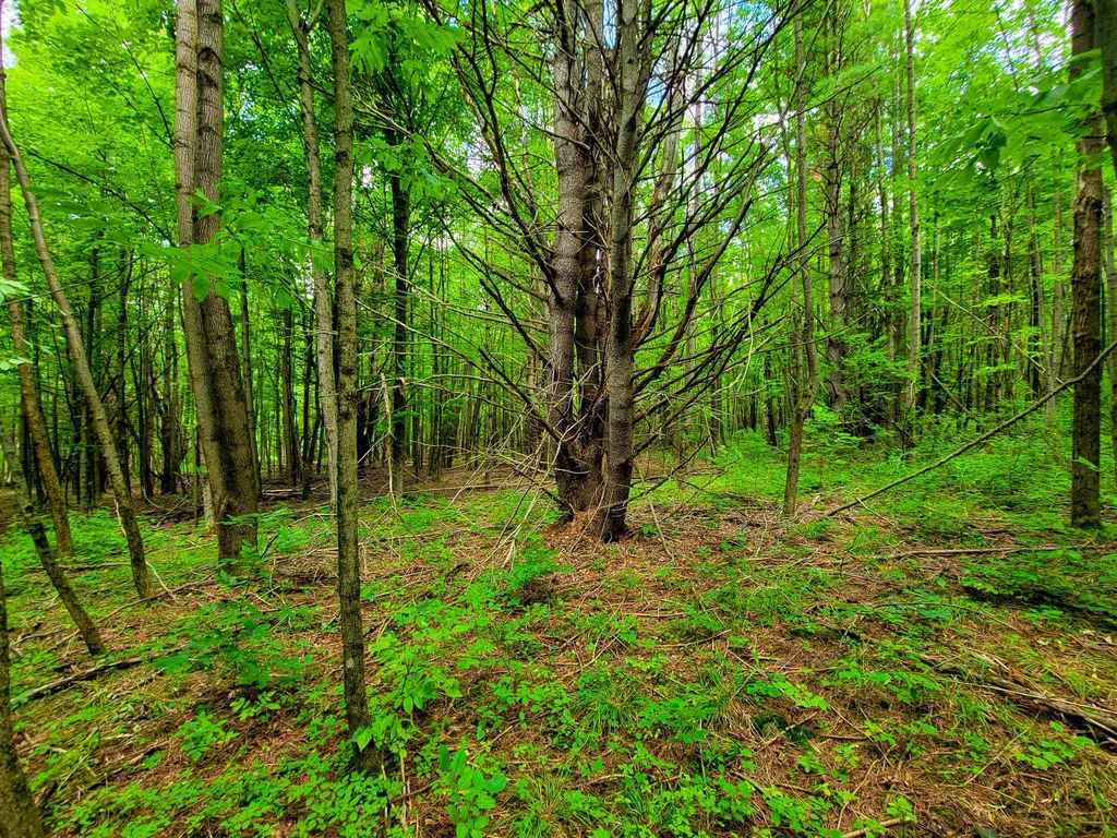 300 Goodrich Hill Road Georgia VT 05478