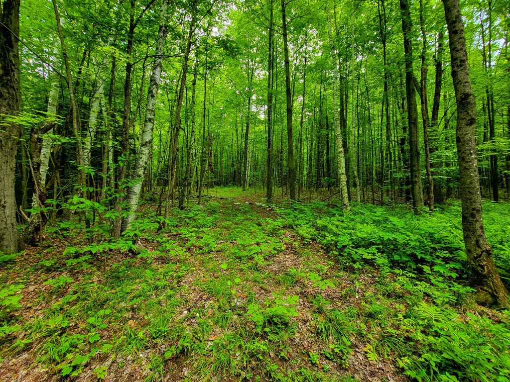300 Goodrich Hill Road Georgia VT 05478