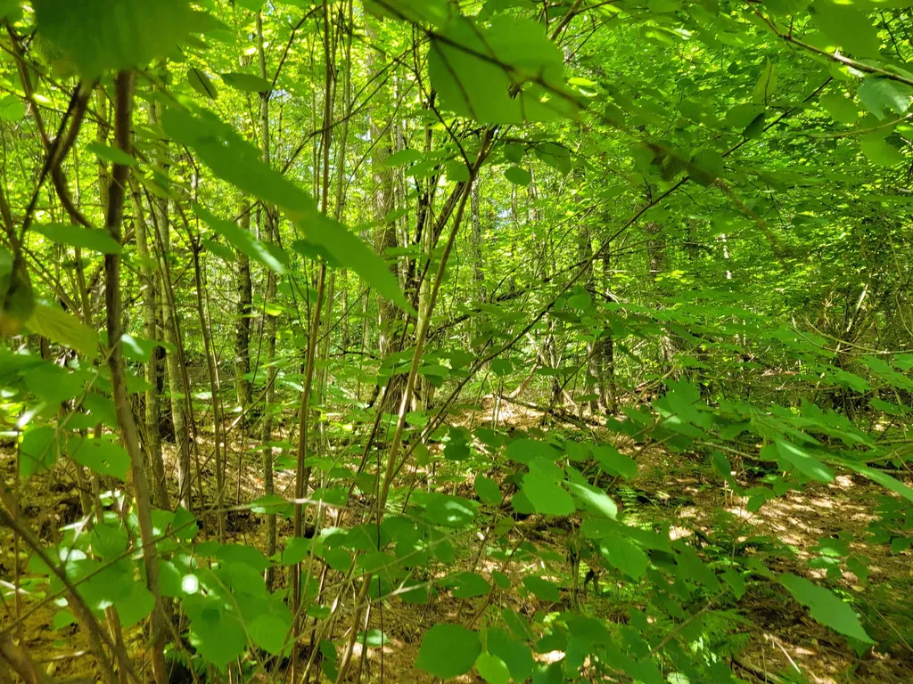 0 Old County Road Topsham VT 05076