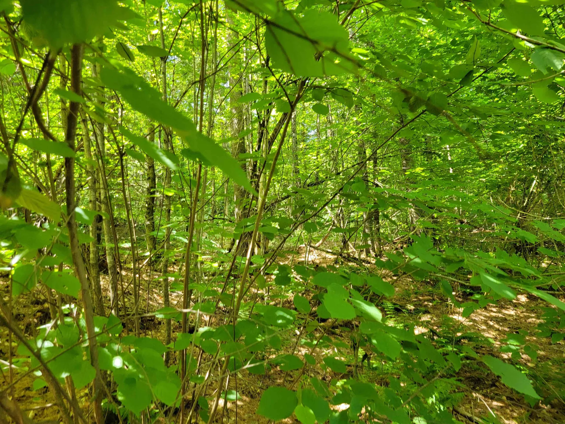 0 Old County Road Topsham VT 05076