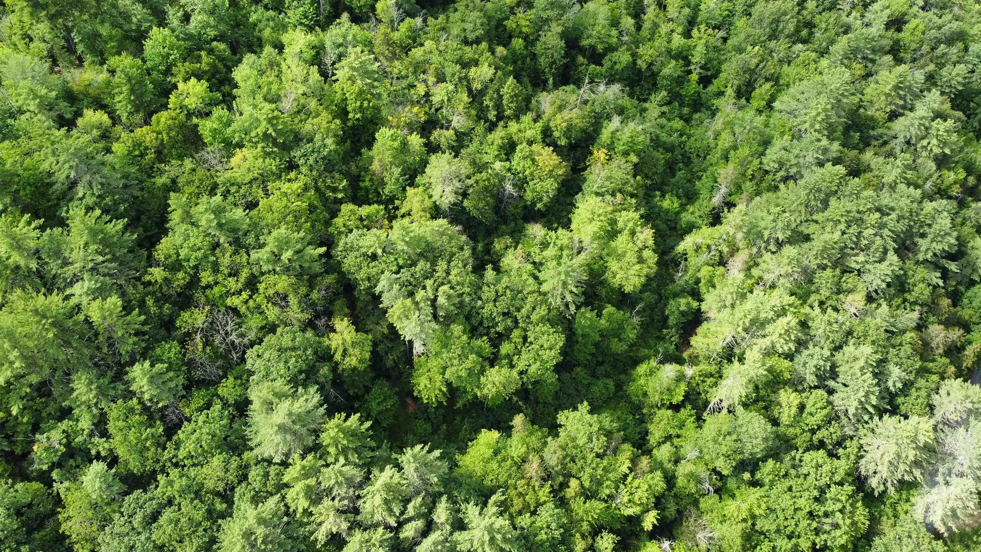 Lot 1 Cass Mill Road Alexandria NH 03222