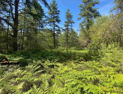 00 Pequawket Trail Freedom NH 03836