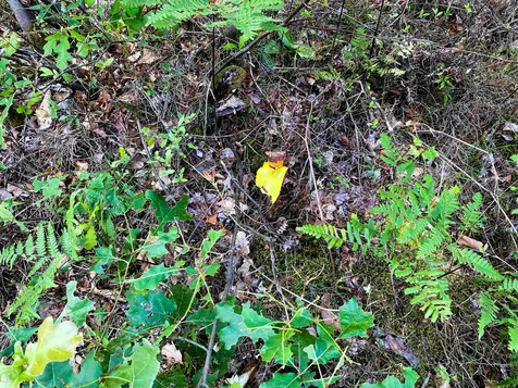 00 Pequawket Trail Freedom NH 03836