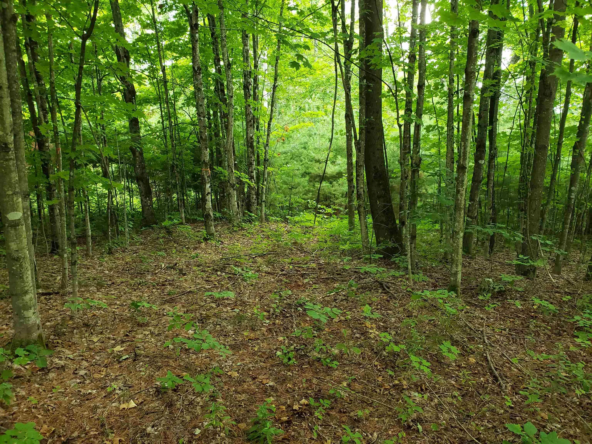 00 Fuller Road Newbury VT 05051
