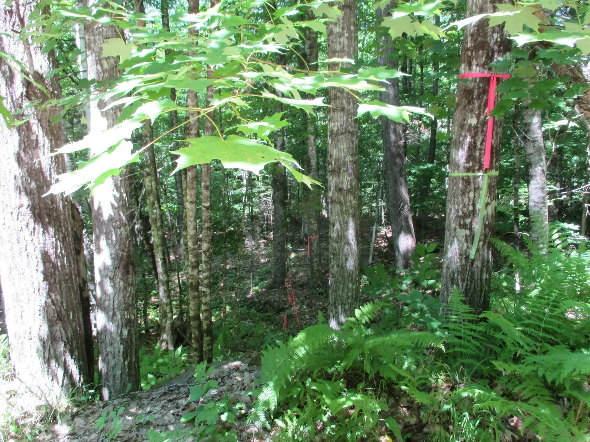 0 Skiway Terrace Haverhill NH 03785