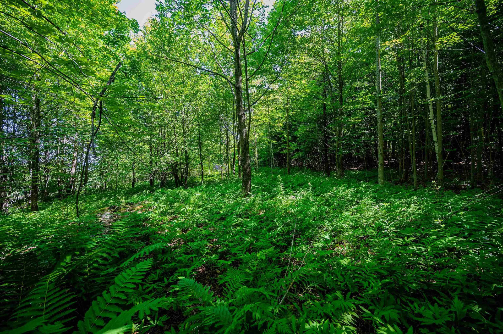 000 Overlook Hill Road Wolcott VT 05680