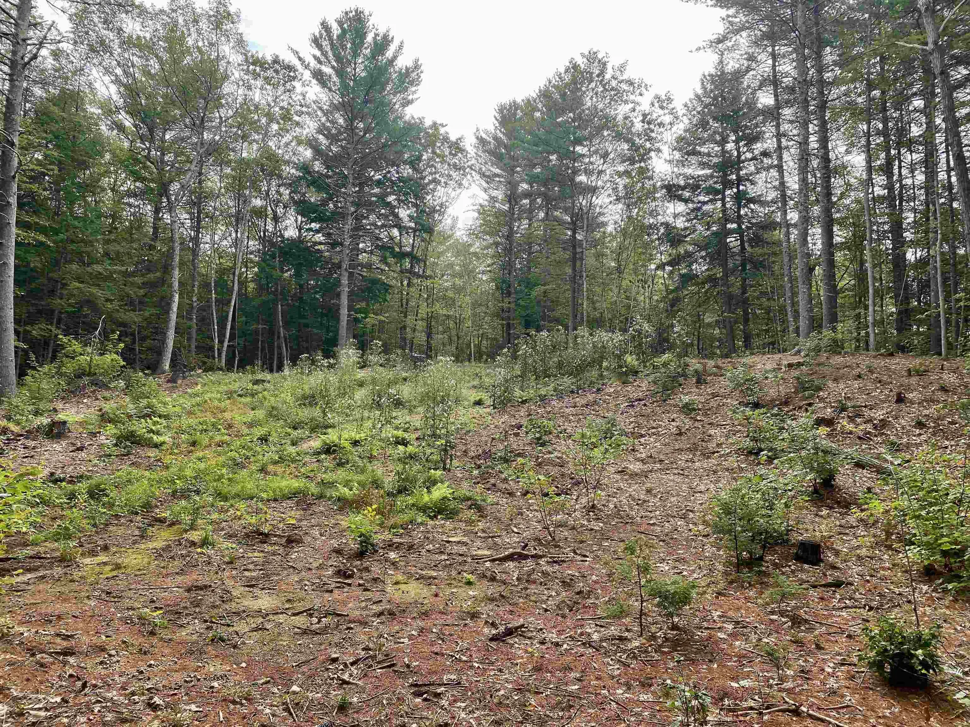 00 Davis Hill Road Conway NH 03813