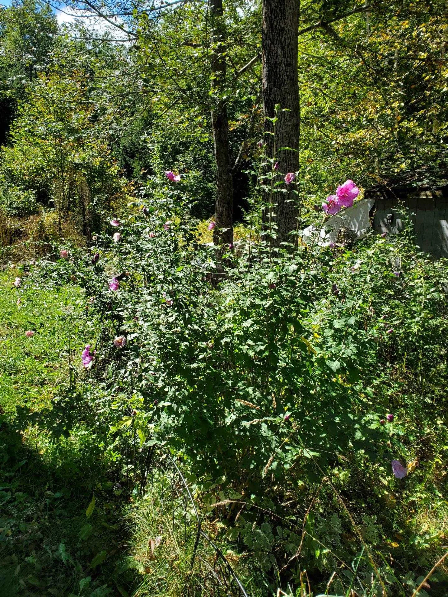 52 Middle Route Belmont NH 03220