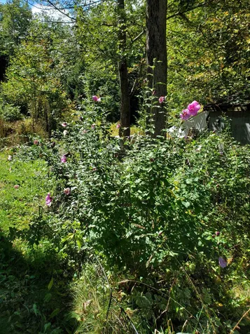 52 Middle Route Belmont NH 03220