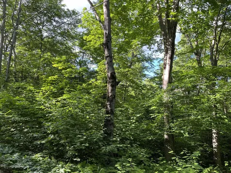 0 Bible Hill Extension Francestown NH 03043