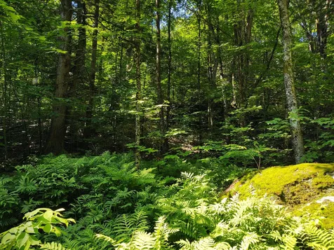 Montgomery Heights Road Montgomery VT 05471