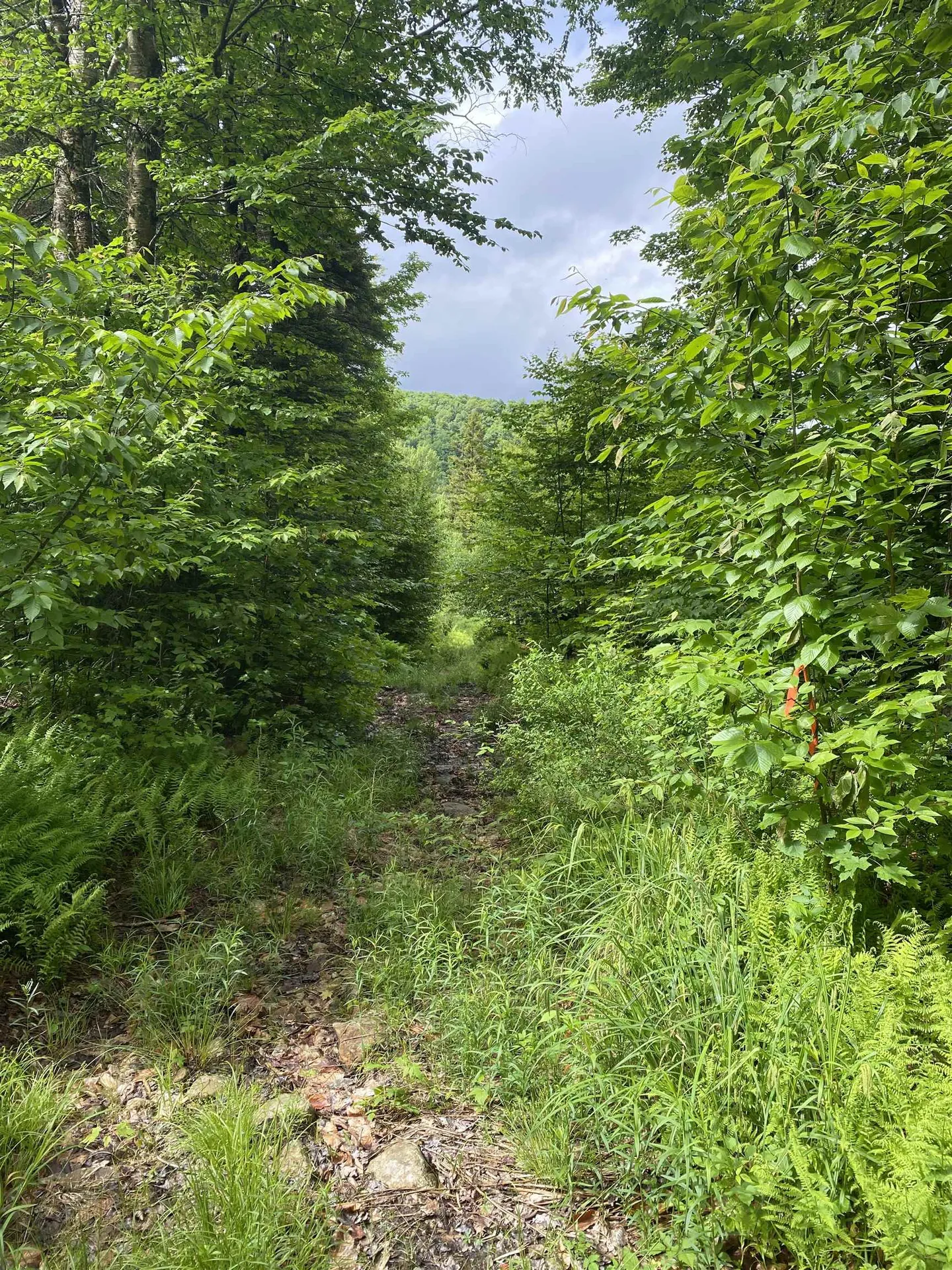 1420 Vt Route 9 Searsburg VT 05363