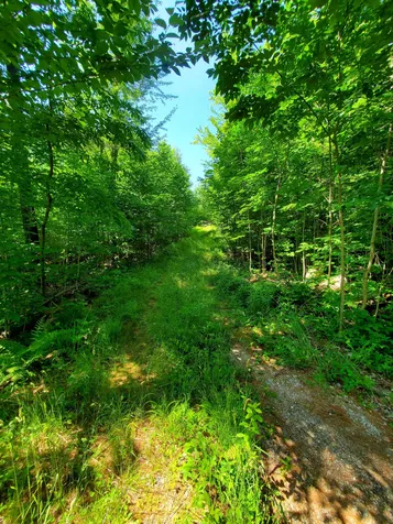 330 Hardy Hill Road Grafton NH 03240