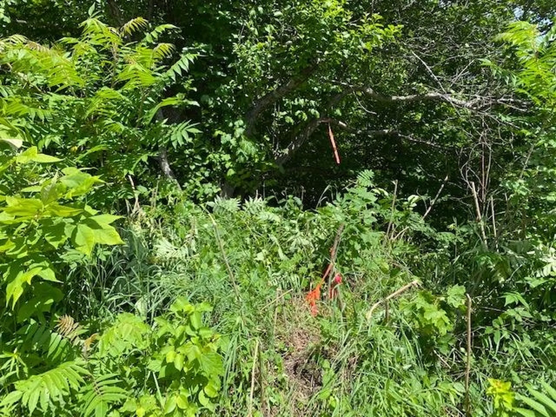 3438 Royalton Turnpike Barnard VT 05068