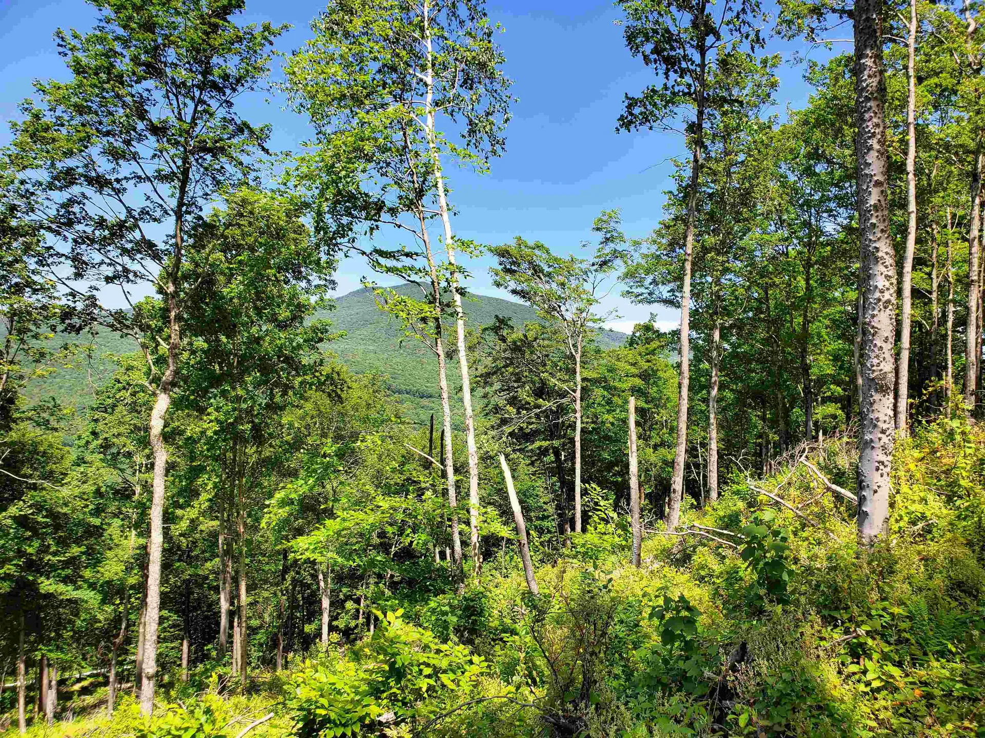 3410 Us Route 4 Mendon VT 05701