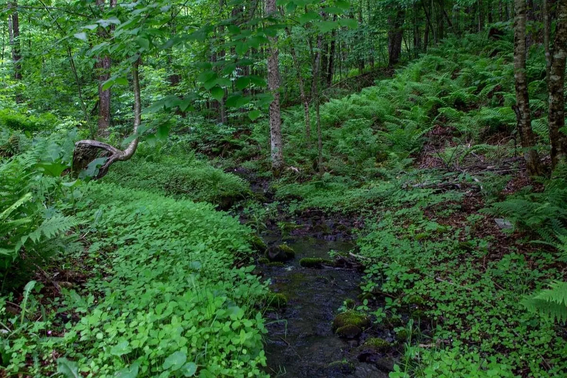 1977 Moore Road Sharon VT 05065