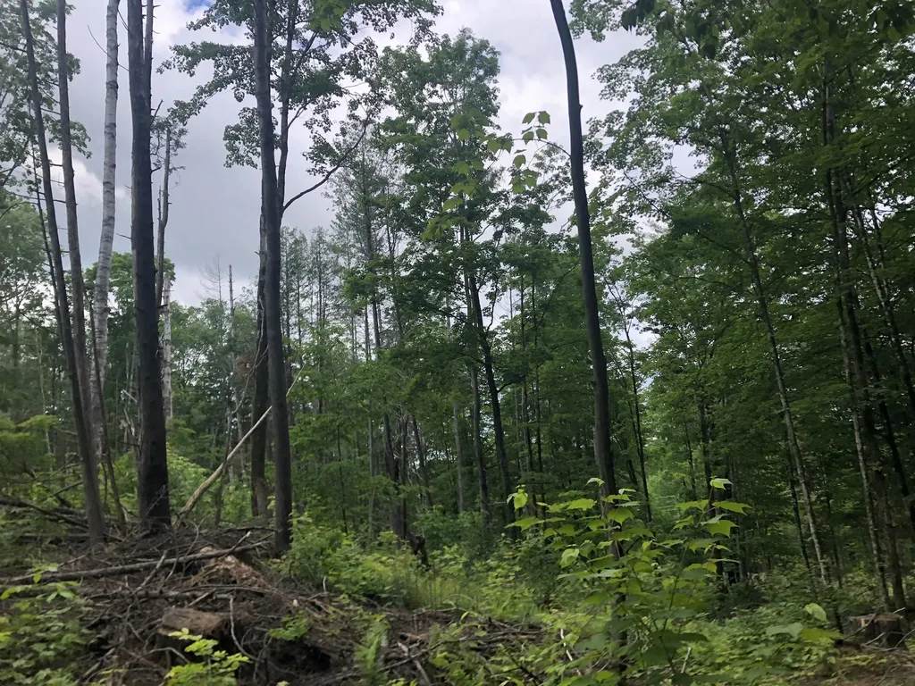 00 Coits Pond Road Cabot VT 05647