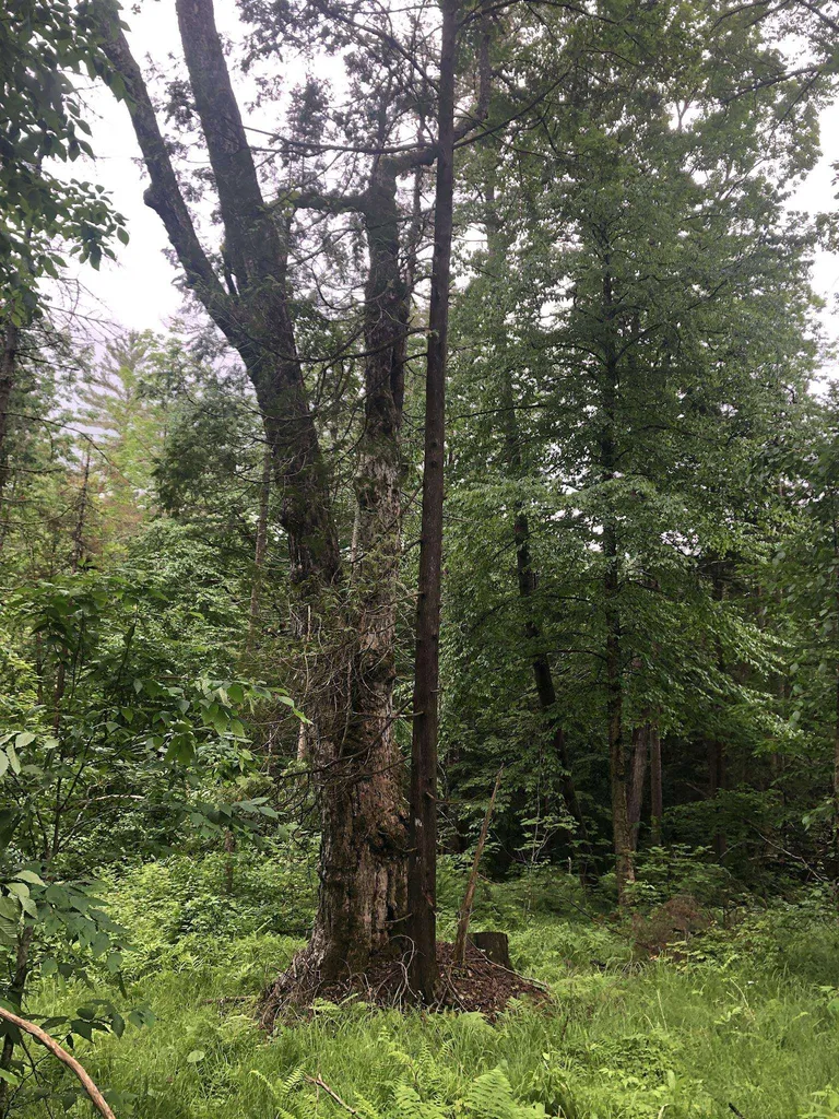 00 Coits Pond Road Cabot VT 05647