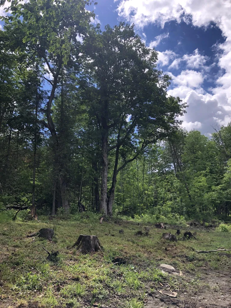 00 Coits Pond Road Cabot VT 05647
