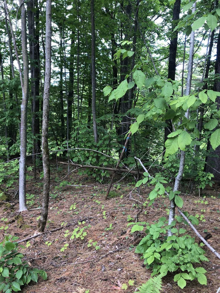 00 Coits Pond Road Cabot VT 05647