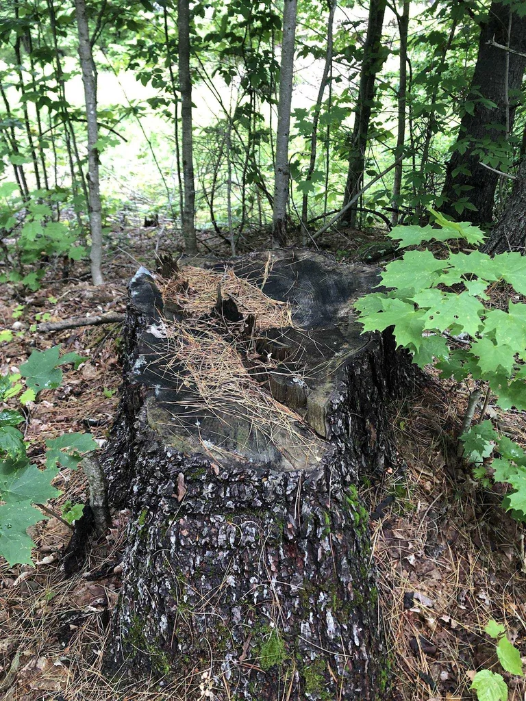 00 Coits Pond Road Cabot VT 05647