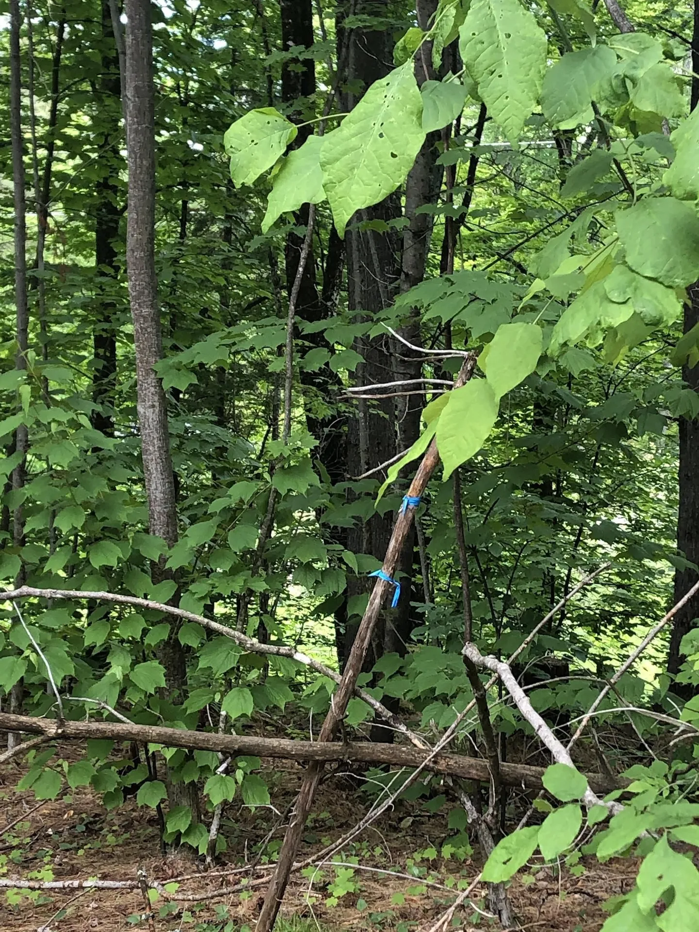 00 Coits Pond Road Cabot VT 05647