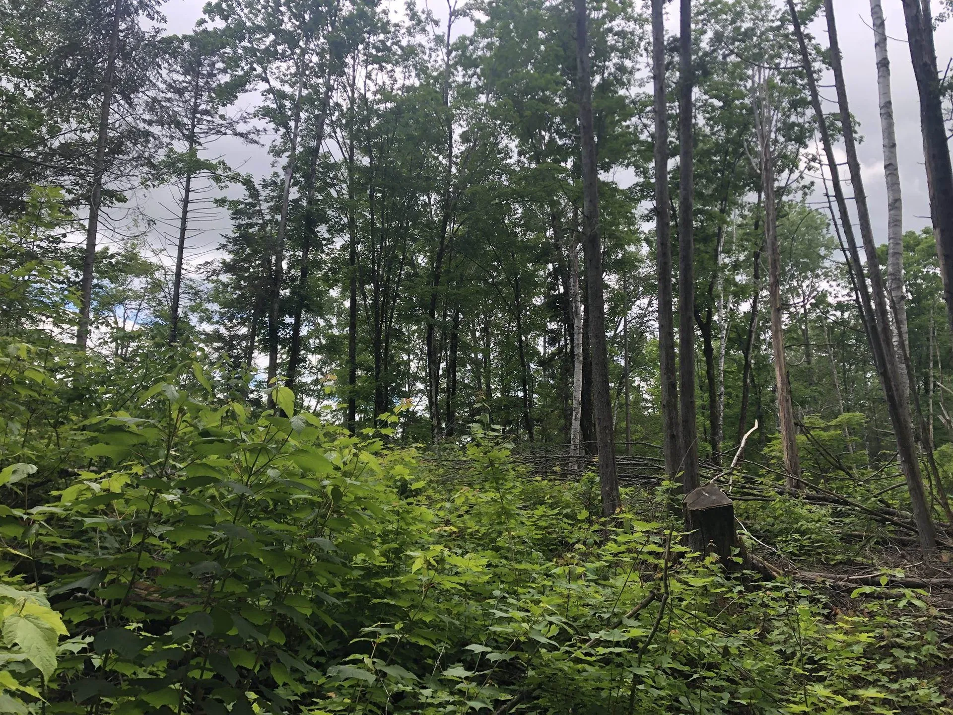00 Coits Pond Road Cabot VT 05647