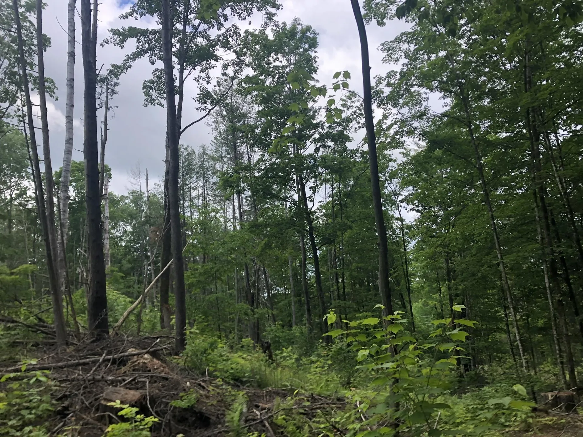 00 Coits Pond Road Cabot VT 05647