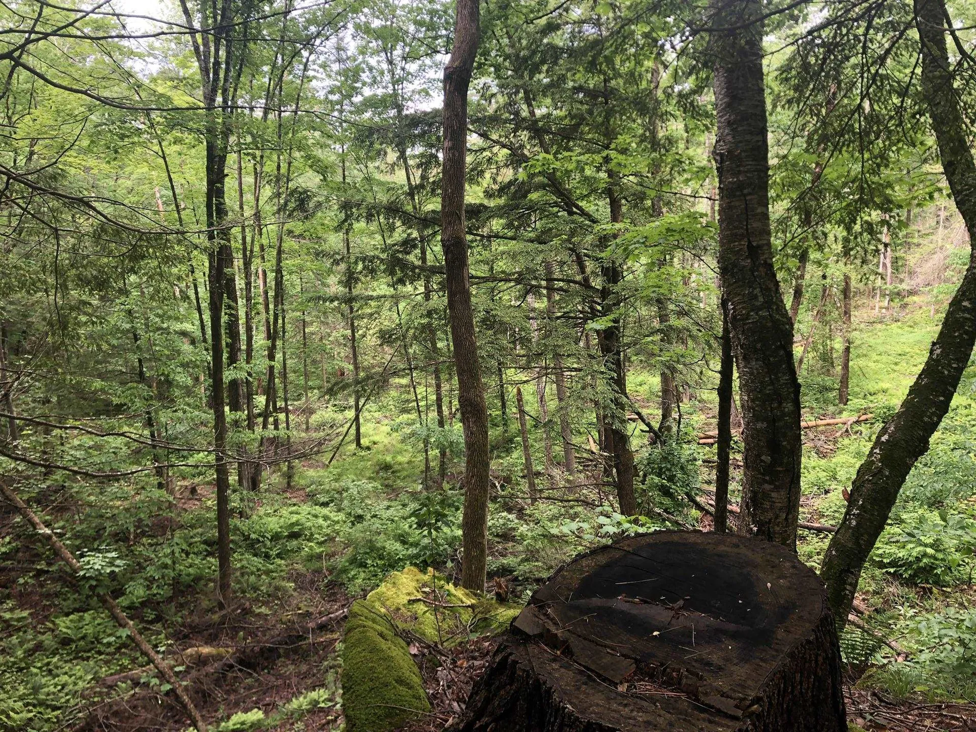 00 Coits Pond Road Cabot VT 05647