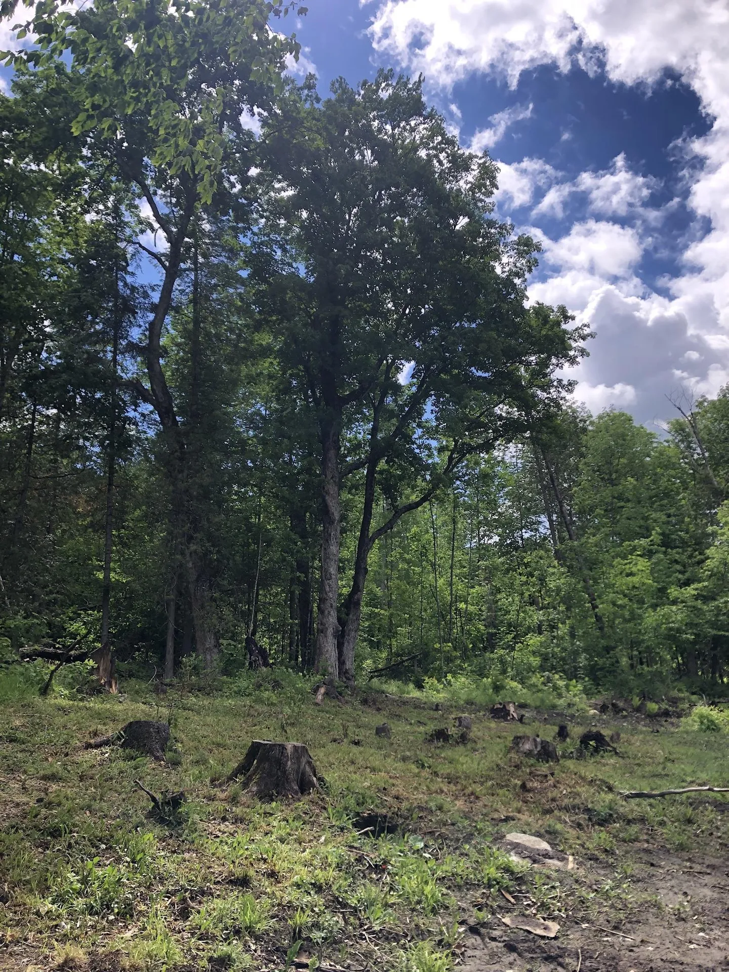 00 Coits Pond Road Cabot VT 05647
