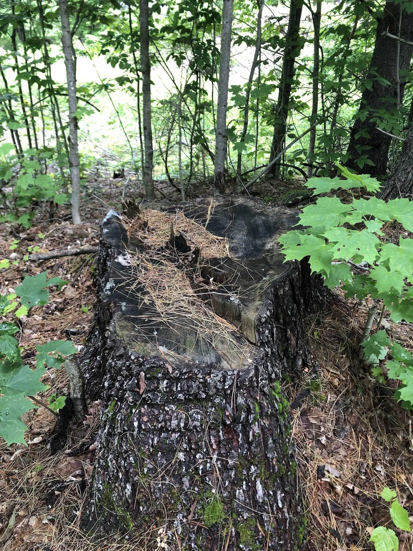 00 Coits Pond Road Cabot VT 05647