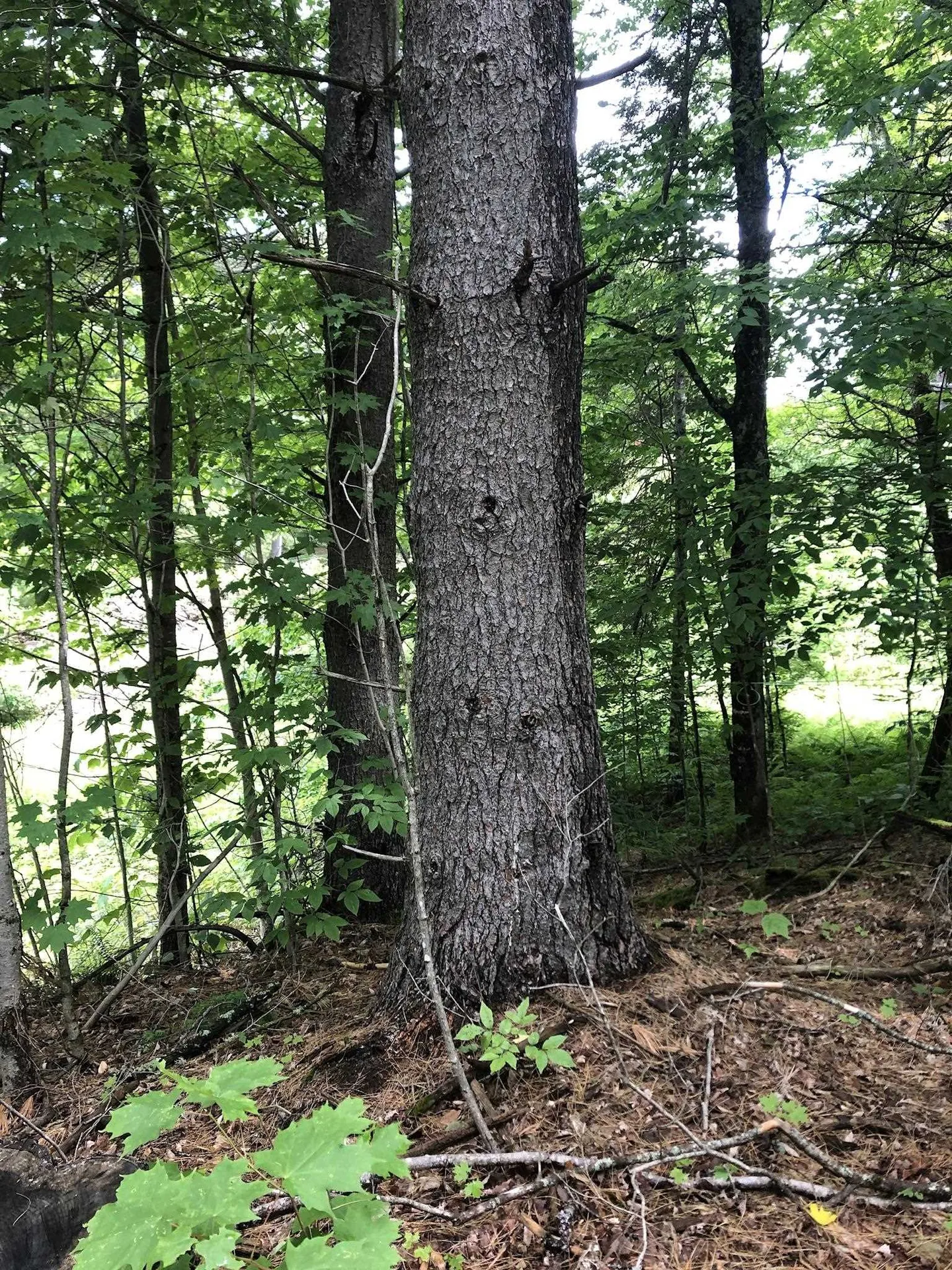 00 Coits Pond Road Cabot VT 05647