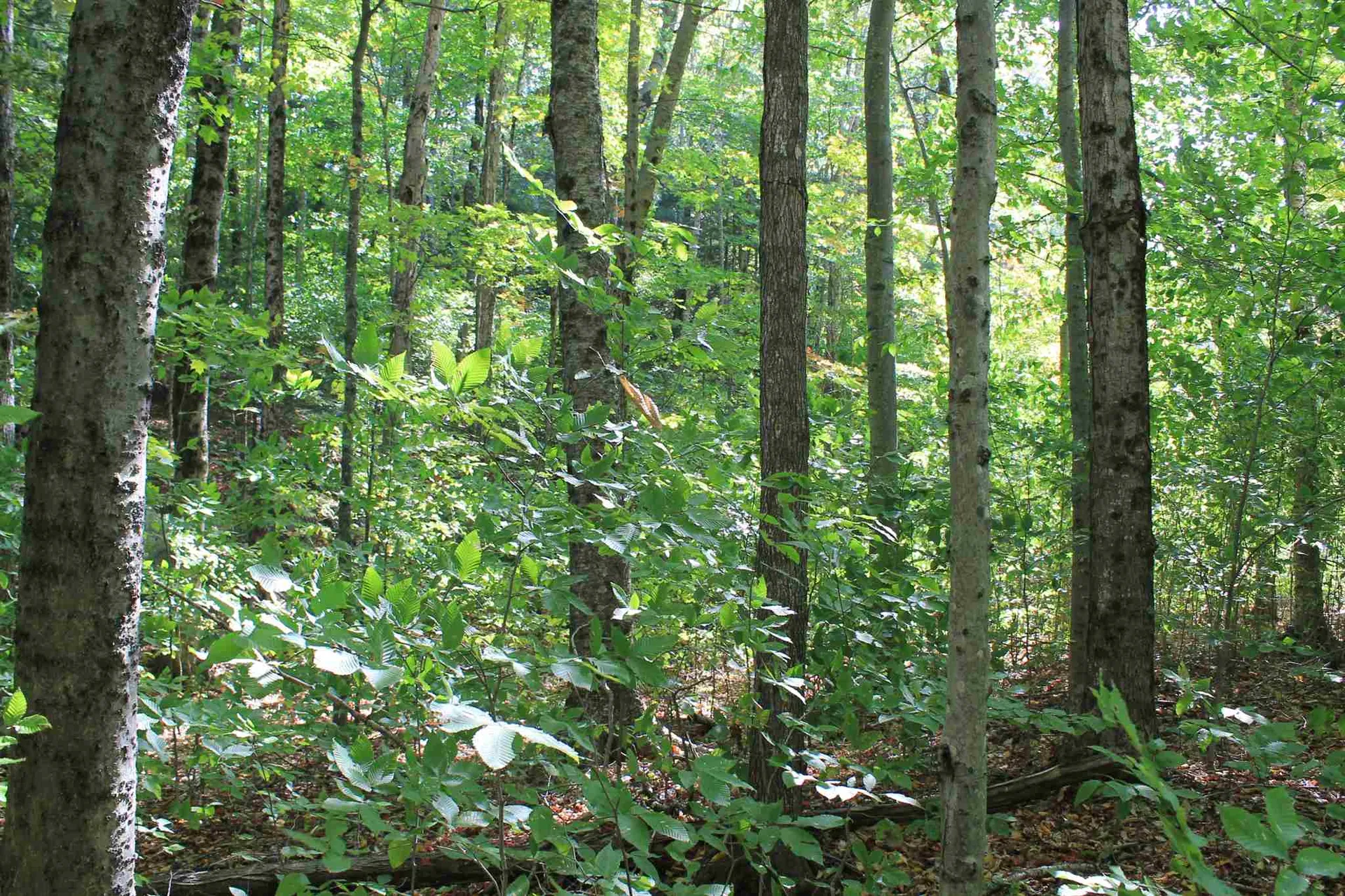 171 South Peak Road Lincoln NH 03251