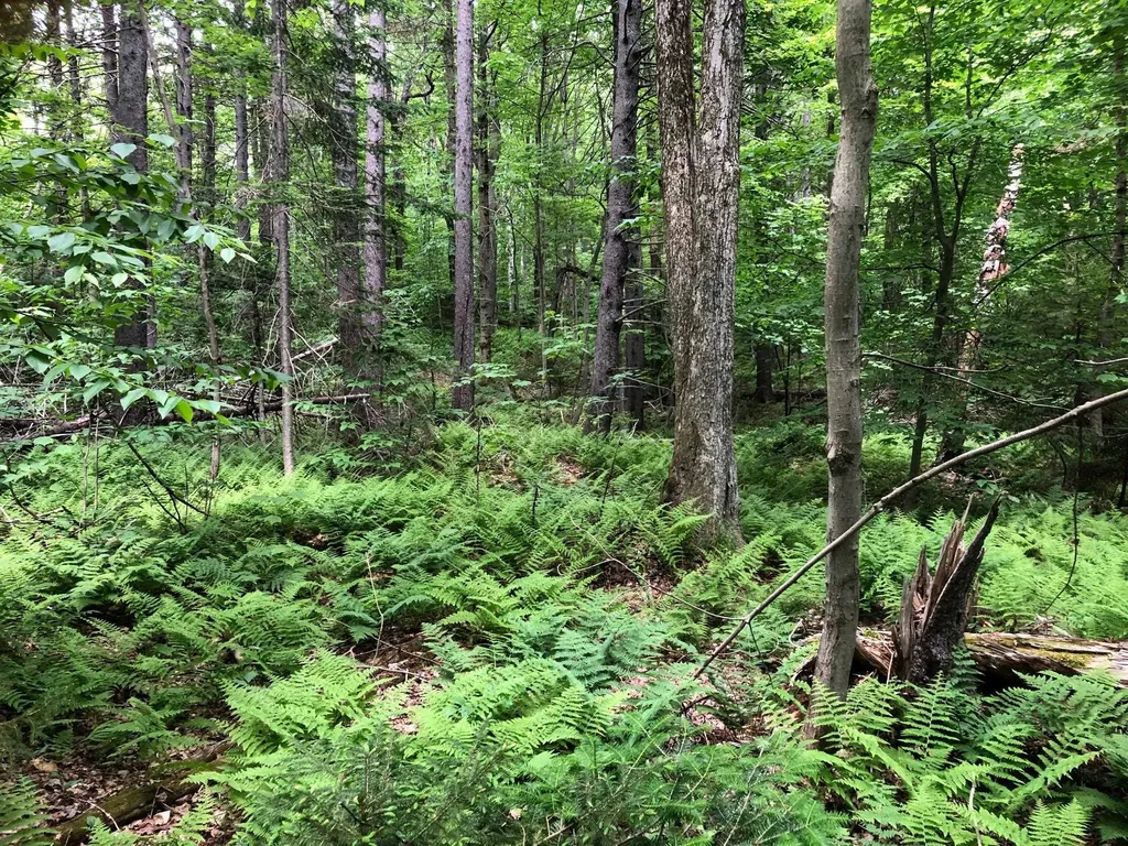 12 Timberview Road Dover VT 05356