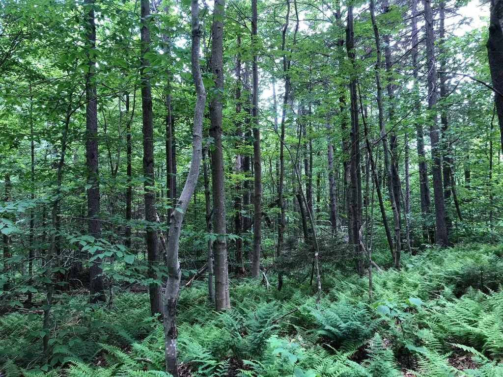 12 Timberview Road Dover VT 05356