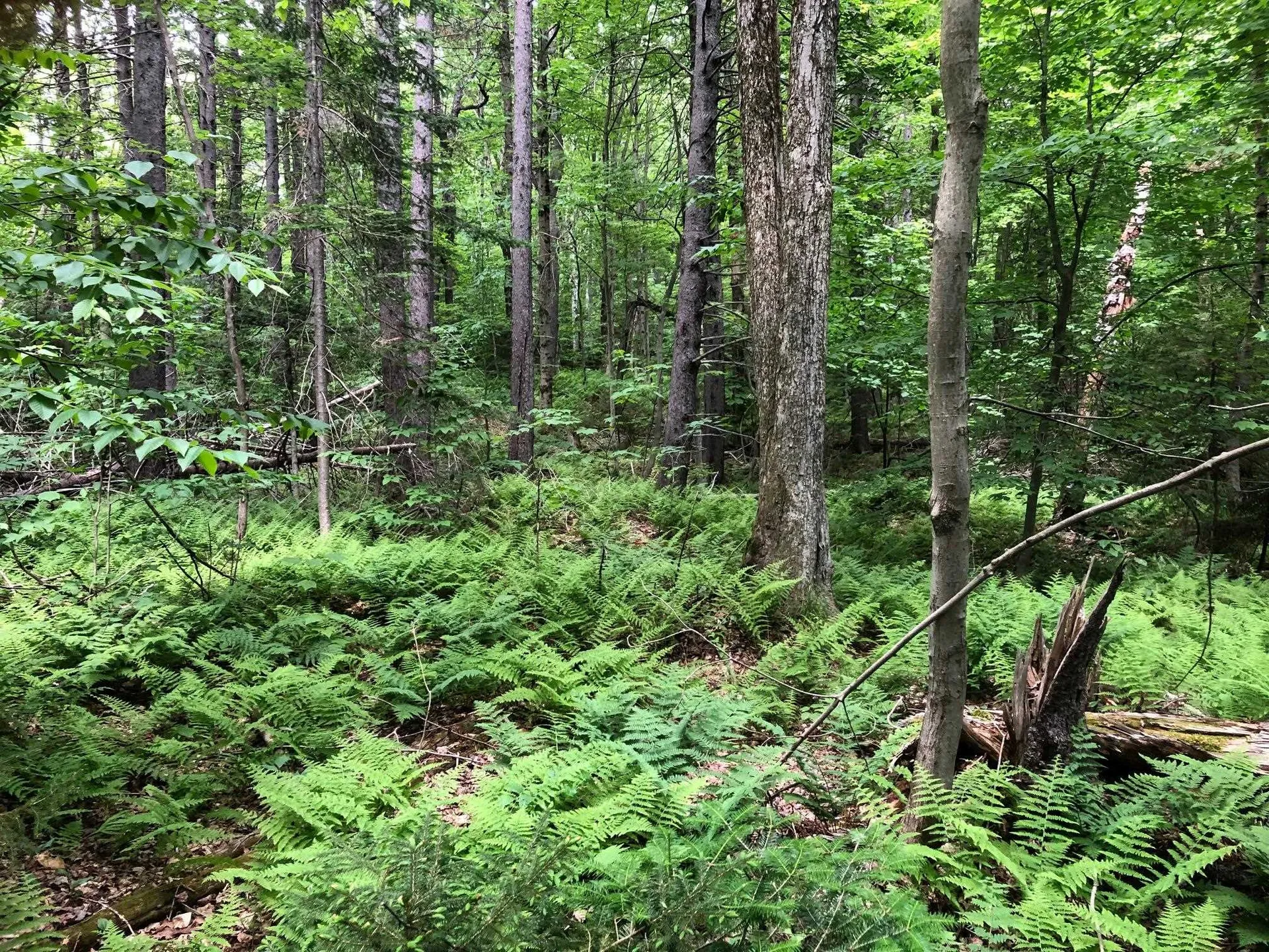 12 Timberview Road Dover VT 05356