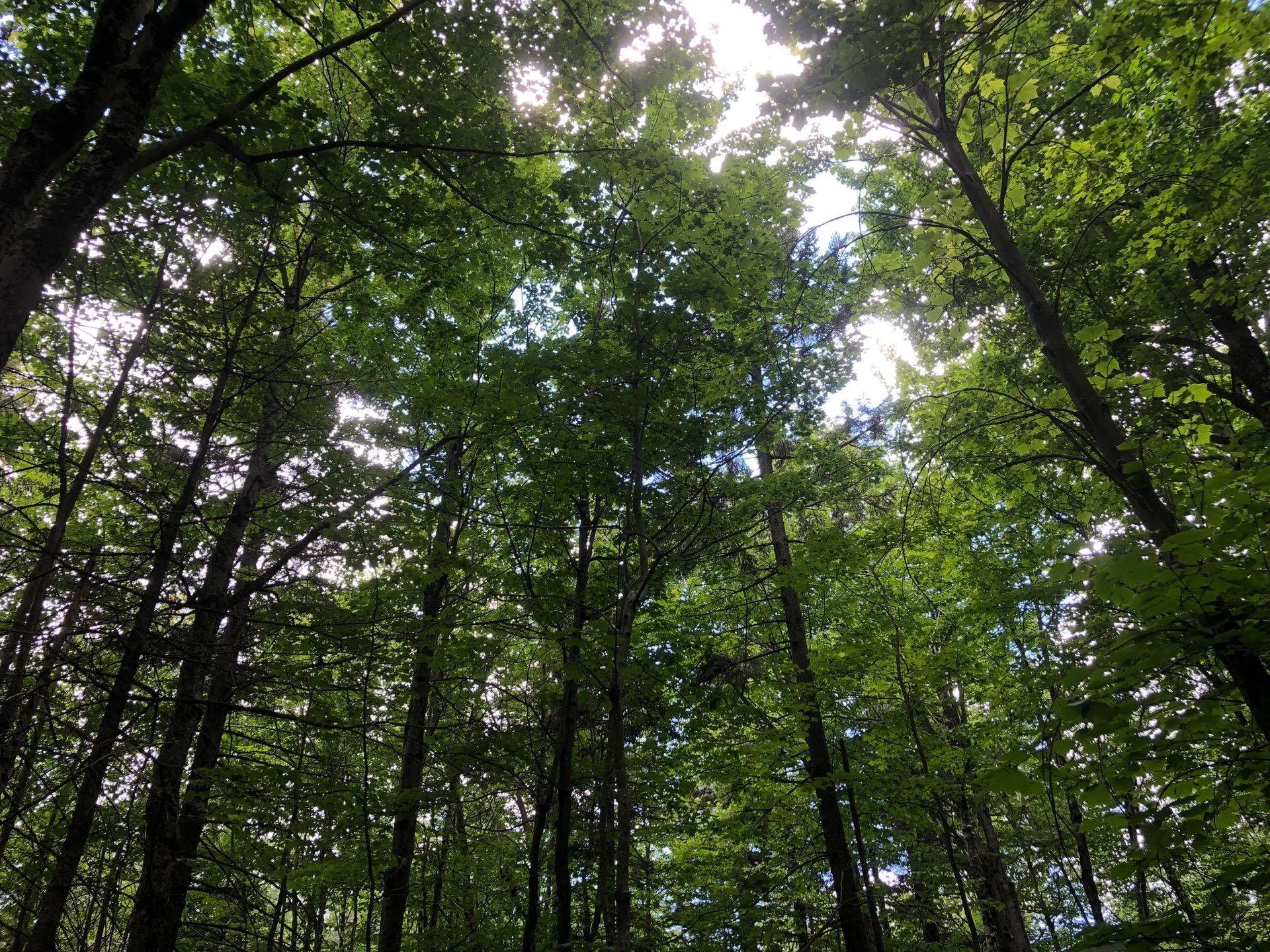 12 Timberview Road Dover VT 05356
