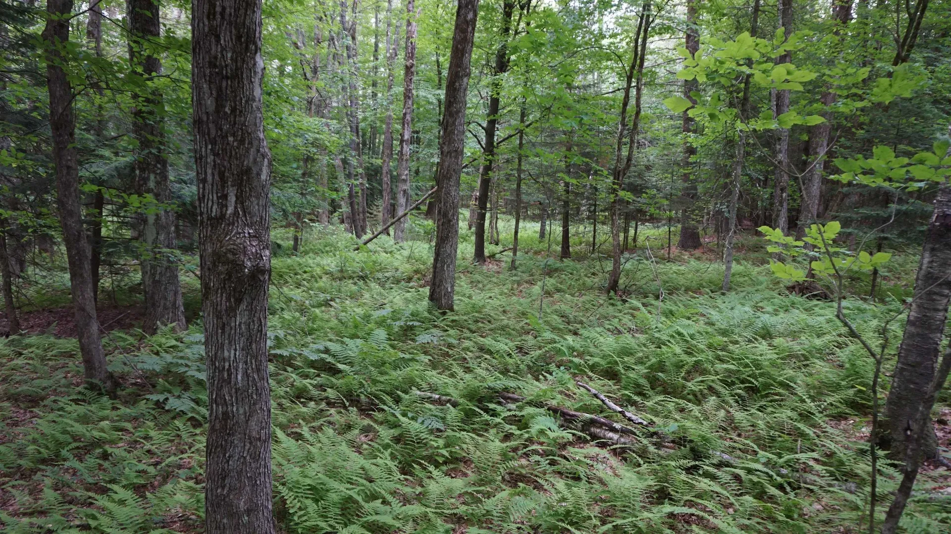 00 County Road Haverhill NH 03765