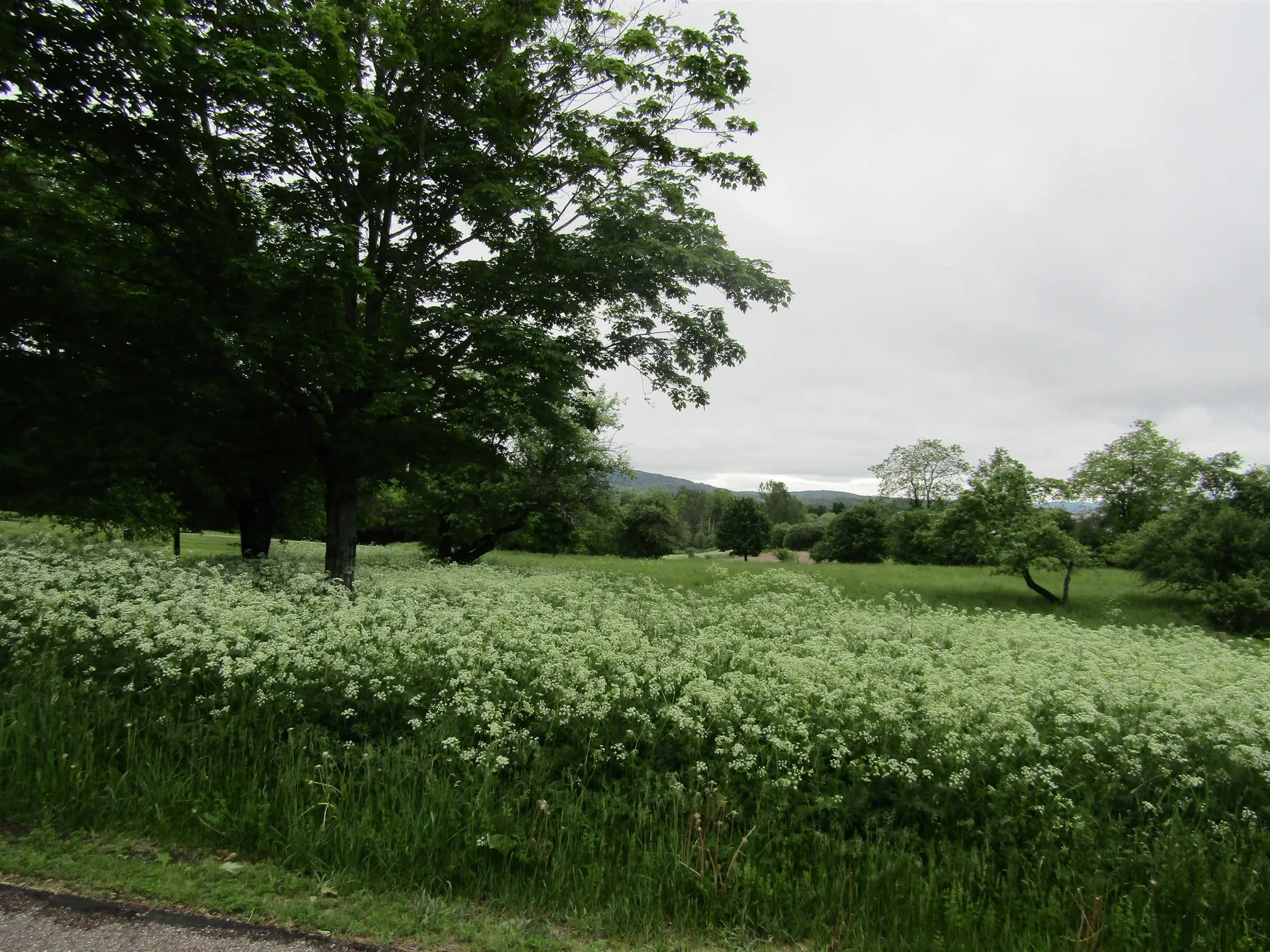 Lot 19 Smith Farm Road Barre Town VT 05641
