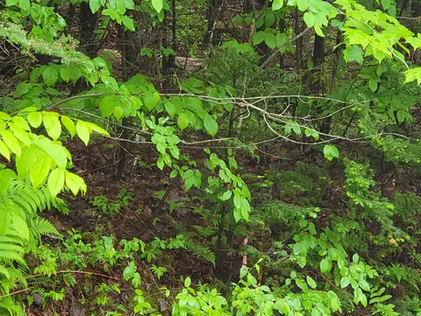 Lot 47 Belabachi Road Bethlehem NH 03574