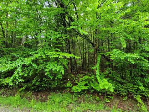 Lot 47 Belabachi Road Bethlehem NH 03574