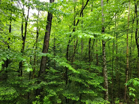 Lot 47 Belabachi Road Bethlehem NH 03574