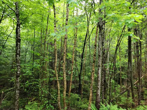 Lot 47 Belabachi Road Bethlehem NH 03574