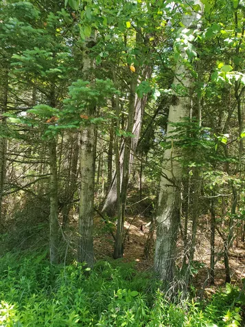 01-88 Route 242 Jay VT 05859