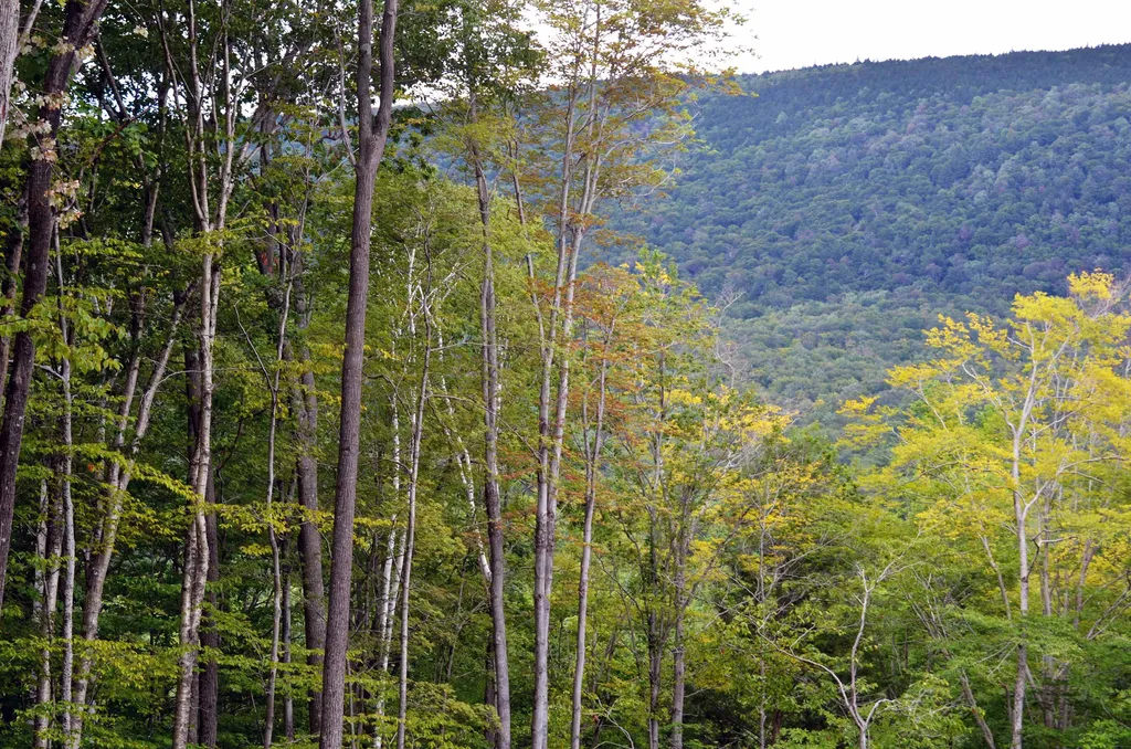0 North Road Sunderland VT 05250